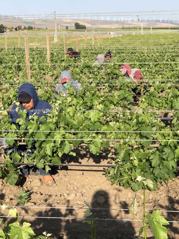 Crew members working along a trellis row of leafed-out vines, wind turbines on the hills behind.
